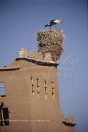 Image du Maroc Professionnelle de  Un nid de cigognes sur le toit de l'ancienne Kasbah de  Ouarzazate où résident les berbères du sud du Maroc, Vendredi 22 Août 1997. (Photo / Abdeljalil Bounhar)